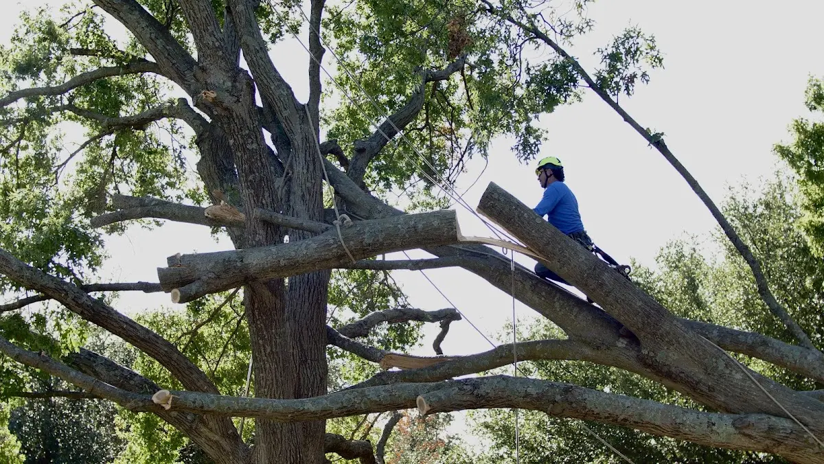 Professional Crown Thinning performed by certified arborists in Peebles