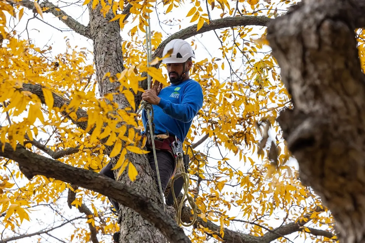 Skilled Tree Trimming crew working in Peebles